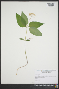 Asclepias quadrifolia image