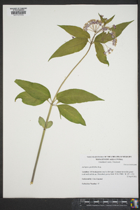 Asclepias quadrifolia image