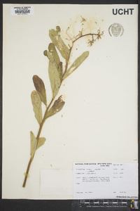 Asclepias quadrifolia image