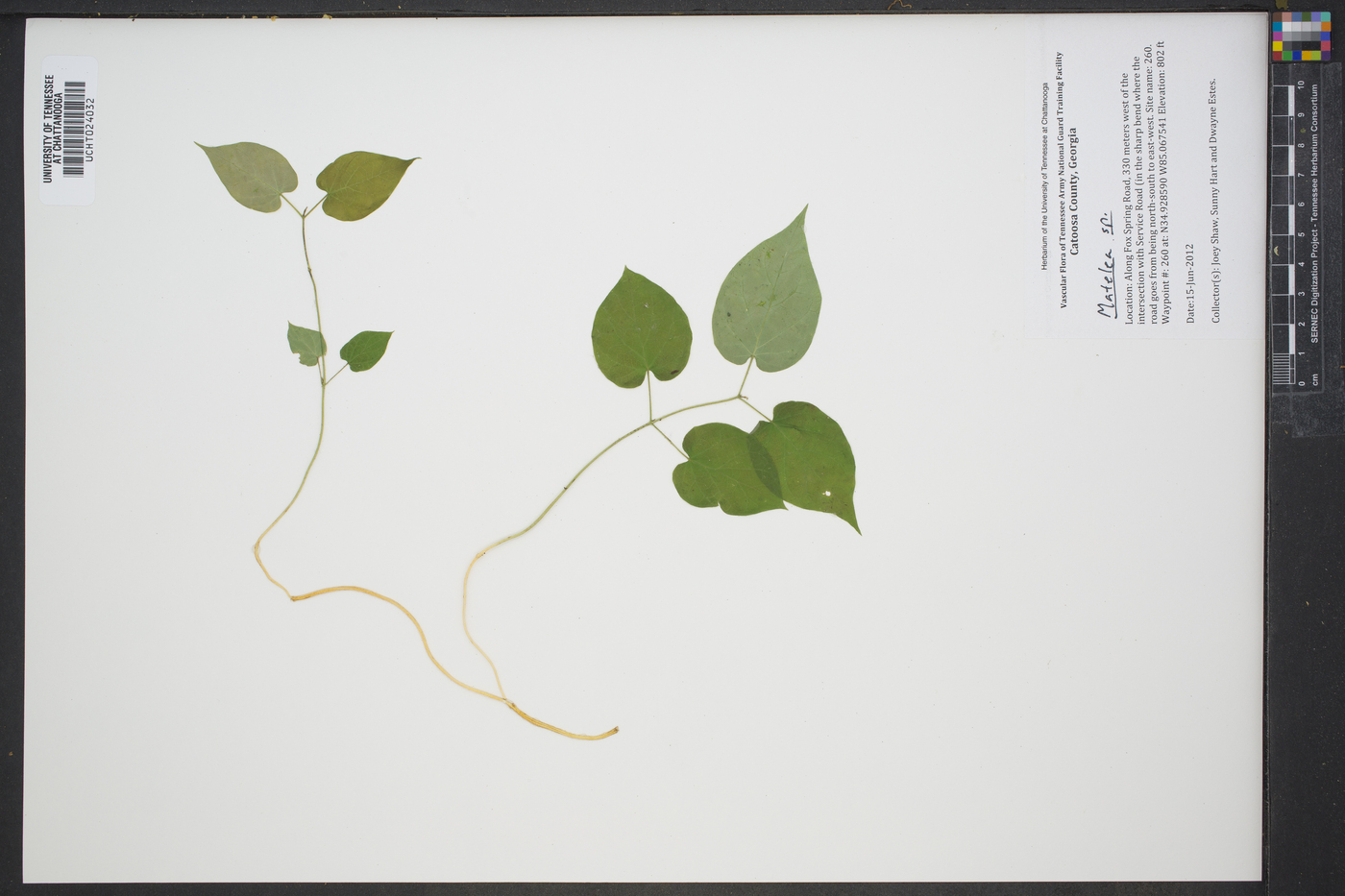 Matelea carolinensis image