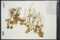 Cuscuta campestris image