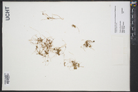 Cuscuta compacta image