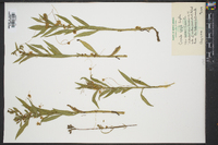 Cuscuta coryli image