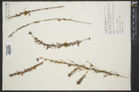 Cuscuta indecora image