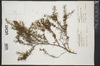 Cuscuta indecora image