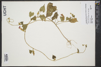 Ipomoea hederacea image