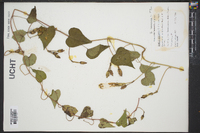 Ipomoea pandurata image