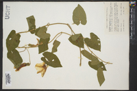 Ipomoea purpurea image