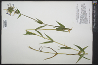 Phlox maculata image