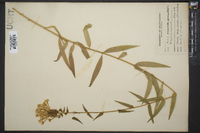 Phlox maculata image