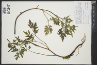 Hydrophyllum macrophyllum image