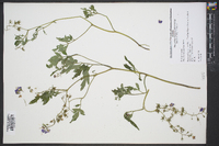 Phacelia bipinnatifida image