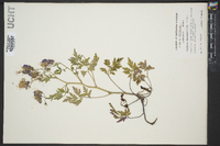 Phacelia bipinnatifida image