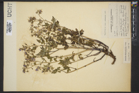 Phacelia bipinnatifida image