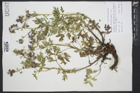 Phacelia bipinnatifida image