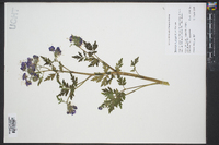 Phacelia bipinnatifida image