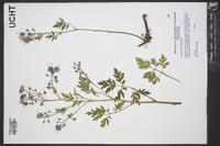 Phacelia bipinnatifida image