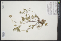 Phacelia bipinnatifida image