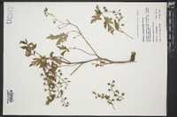 Phacelia bipinnatifida image