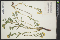 Lithospermum canescens image