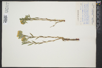 Lithospermum canescens image