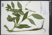 Lithospermum latifolium image