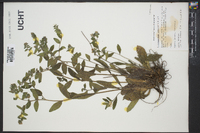 Lithospermum tuberosum image