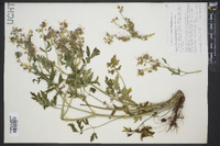 Phacelia bipinnatifida image