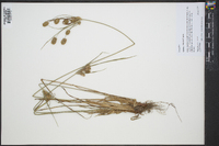 Cyperus retrorsus image