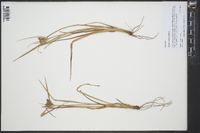 Cyperus retrorsus image