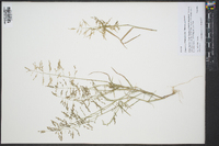 Eragrostis pectinacea var. pectinacea image