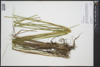 Eleocharis cellulosa image