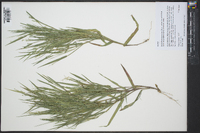 Dichanthelium aciculare subsp. angustifolium image