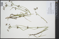 Rhynchospora nitens image