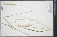 Imperata cylindrica image