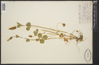 Trifolium incarnatum image