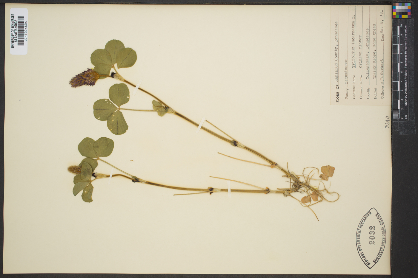 Trifolium incarnatum image