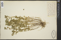 Trifolium aureum image