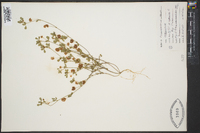 Trifolium aureum image