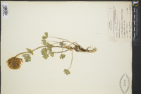 Trifolium macrocephalum image