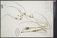 Cyperus globulosus image