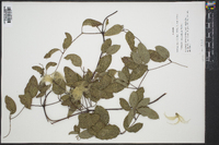 Clematis reticulata image