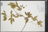 Clematis vinacea image