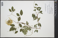 Clematis vinacea image