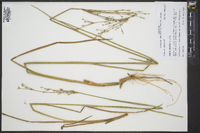 Juncus nodatus image