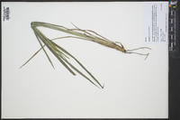 Paspalum praecox image