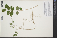 Symphoricarpos orbiculatus image