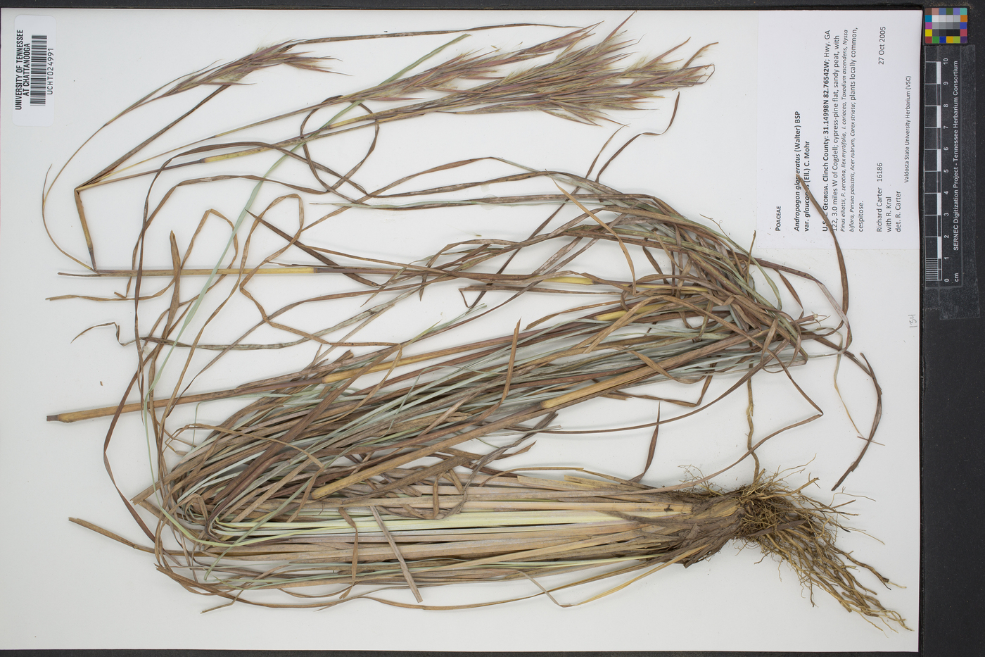 Andropogon cretaceous image