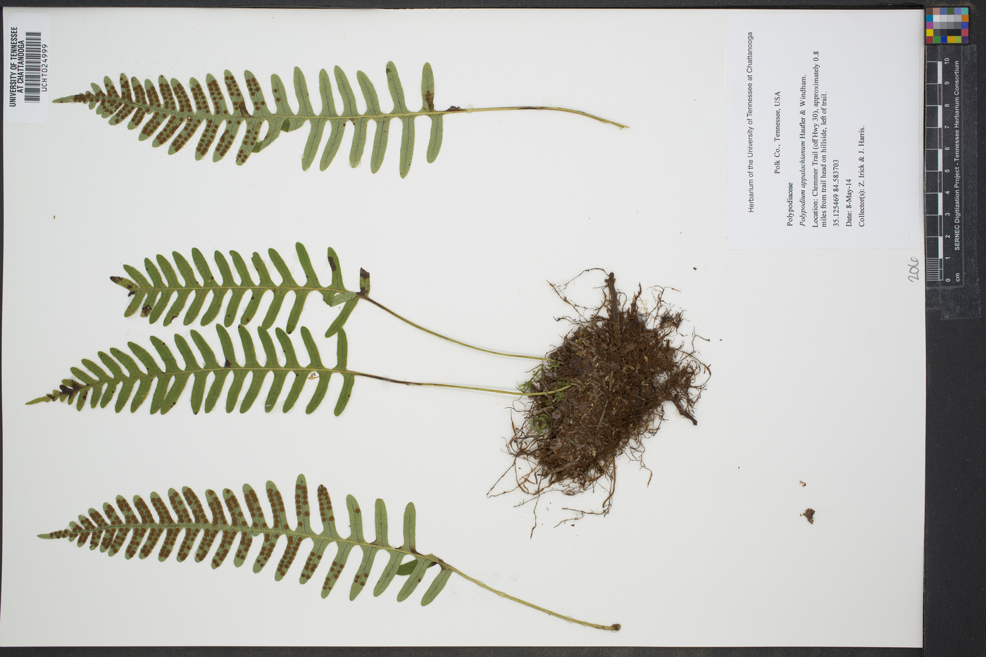 Polypodium appalachianum image