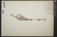 Scutellaria ambigua image